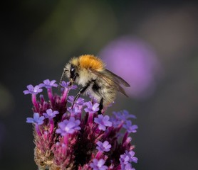 Bee on velvet flowers