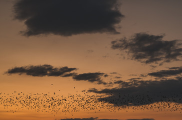 Plakat Migration d'oiseaux durant coucher de soleil