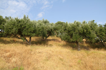 Fototapeta na wymiar Dense olive grove against the blue summer sky