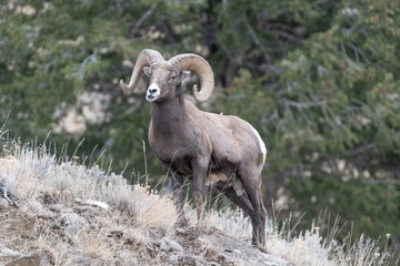 An adult male Bighorn sheep &acute;Ovis canadensis&acute;, standing on top of a rocky ridge against a blue sky in lamar Valley Yellowstone National Park.