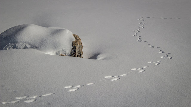 Traces dans la neige