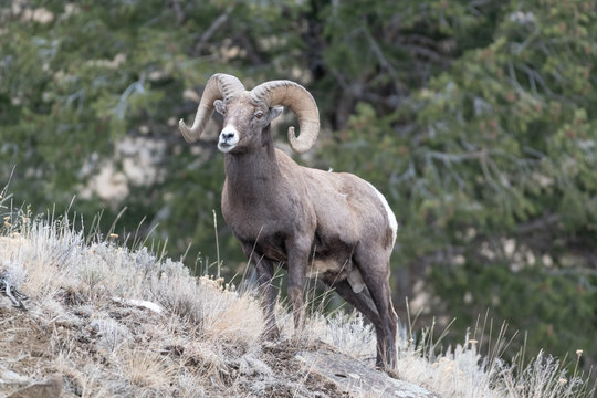 An adult male Bighorn sheep ´Ovis canadensis´, standing on top of a rocky ridge against a blue sky in lamar Valley Yellowstone National Park.