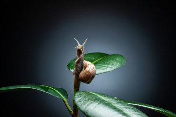 snail on the leaf on black background