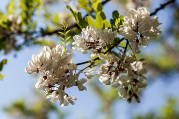 White acacia blooming in spring against a blue sky