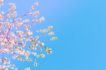 Blooming spring branches of cherry in the blue sky