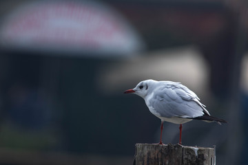 Piccolo uccello acquatico