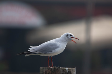 Piccolo gabbiano -uccello acquatico bianco