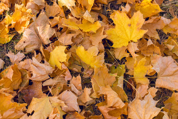 Autumn maple leaves carpet