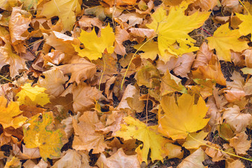 Autumn maple leaves carpet