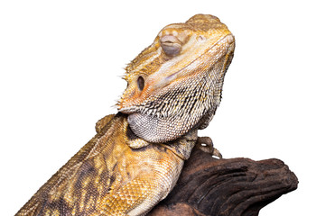 bearded dragon (pogona vitticeps) isolated on white background