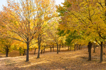Autumn maple leaves carpet