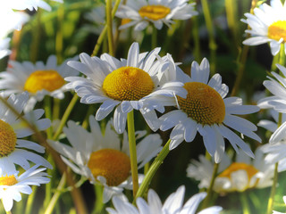 beautiful spring flowers collection