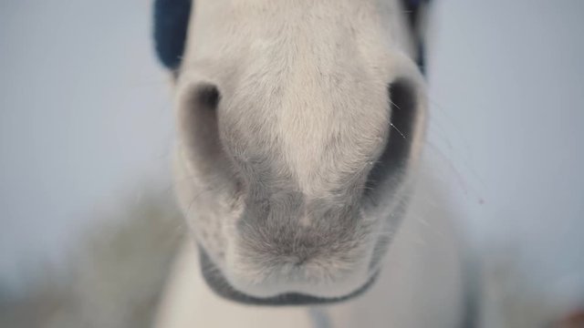 Close up of big horse nose breathing in the blurred background. Horse detail mouth, nose and nostrils. Concept of horse breeding