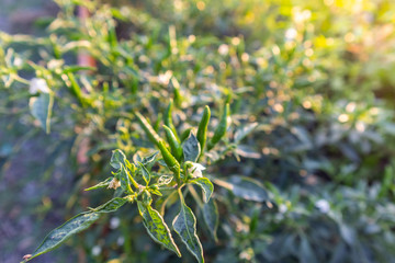green chilli tree on sunset day at thailand