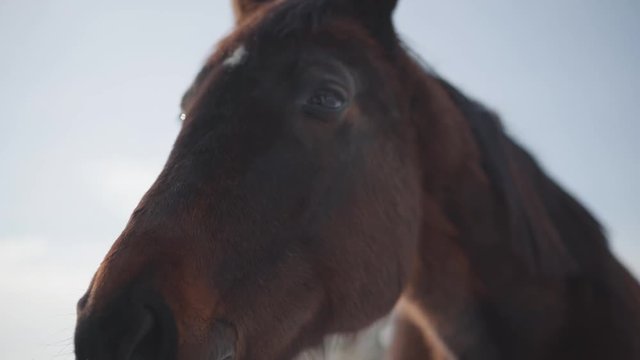Funny brown horse with big teeth neighs close up. Horse detail nose, mouth, eyes and nostrils. Concept of horse breeding. Yawning mare close-up.