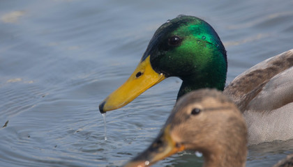 Germano reale anatra