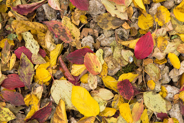 Red and Orange Autumn Leaves Background, Golden autumn in warm colors