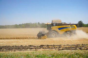Obraz premium Harvesting. Combine harvests wheat on the field in the Rostov region in Russia.