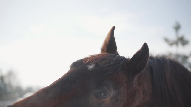 Yawning horse at country side close-up