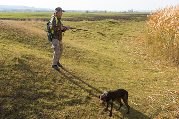 Hunters with a german drathaar and spaniel, pigeon hunting with dogs in reflective vests