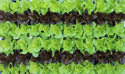 Rows of green and red lettuce geometrically arranged. Food background and texture.