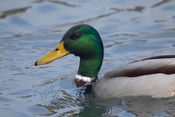 Obraz premium Ritratto di Germano Reale 