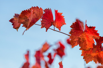 Autumn grapes with red leaves, the vine at sunset is reddish yellow	