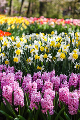  blooming spring flowers in the park