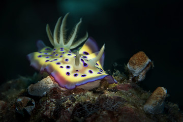 Nudibranch Goniobranchus kuniei. Picture was teken in Ambon, Indonesia