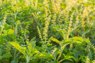 fresh Sweet Basil, Thai Basil tree in Thailand