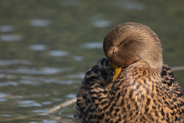 Uccello acquatico specie Anas platyrhynchos