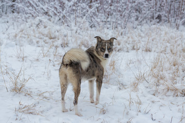 Dogs play in the snow in winter, Beautiful portrait of a pet on a sunny winter day	