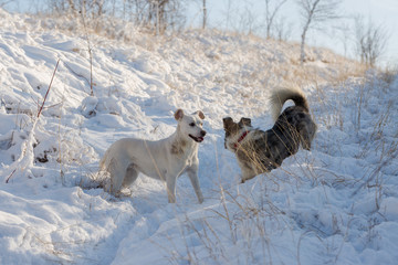 Naklejka premium Dogs play in the snow in winter, Beautiful portrait of a pet on a sunny winter day 