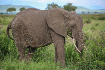 Fototapeta na wymiar elephant in the wild eating grass