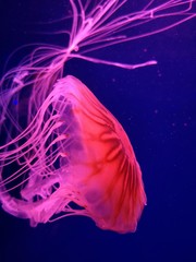 Jellyfish floating in water