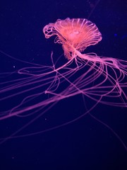 Jellyfish floating in water