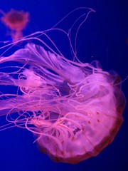 Fototapeta premium Jellyfish floating in water