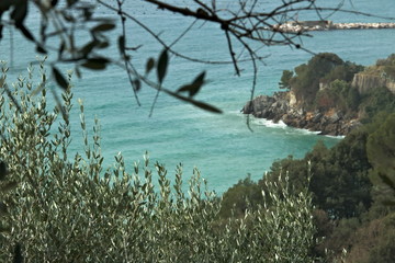 Olive leaves on the background of the cliff