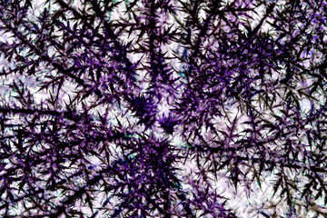 natural abstract background. Top view. Purple bush with thorns.