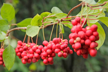 Red schisandra growing on branch in row. Ripe schizandra on liana in garden