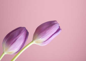 Beautiful purple tulips © Andreas Berheide