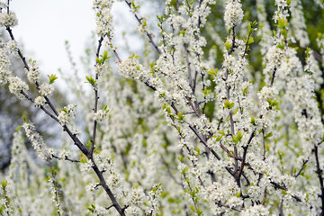 blooming bird cherry