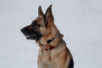 German shepherd with black mask close up. Pet animals.