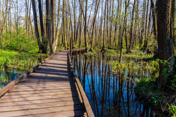 Fototapeta na wymiar Wooden foot path across the marsh in spring forest at sunny day