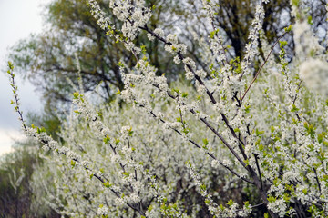blooming bird cherry