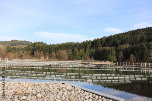 Piscine Ecologique Et Biologique Du Lac Des Sapins Cublize Rhone