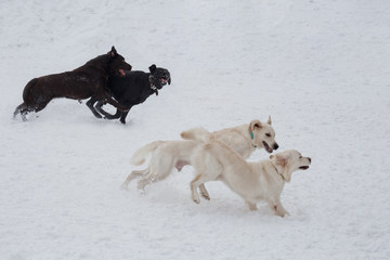 Fototapeta na wymiar Two golden retrievers and two labrador retrievers are playing on the white snow. Pet animals.