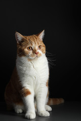red male cat, walking towards camera, isolated in black