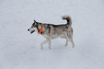 Cute siberian husky puppy is walking on a white snow. Pet animals.