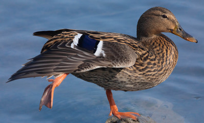 Uccello acquatico migratorio di Anatra 